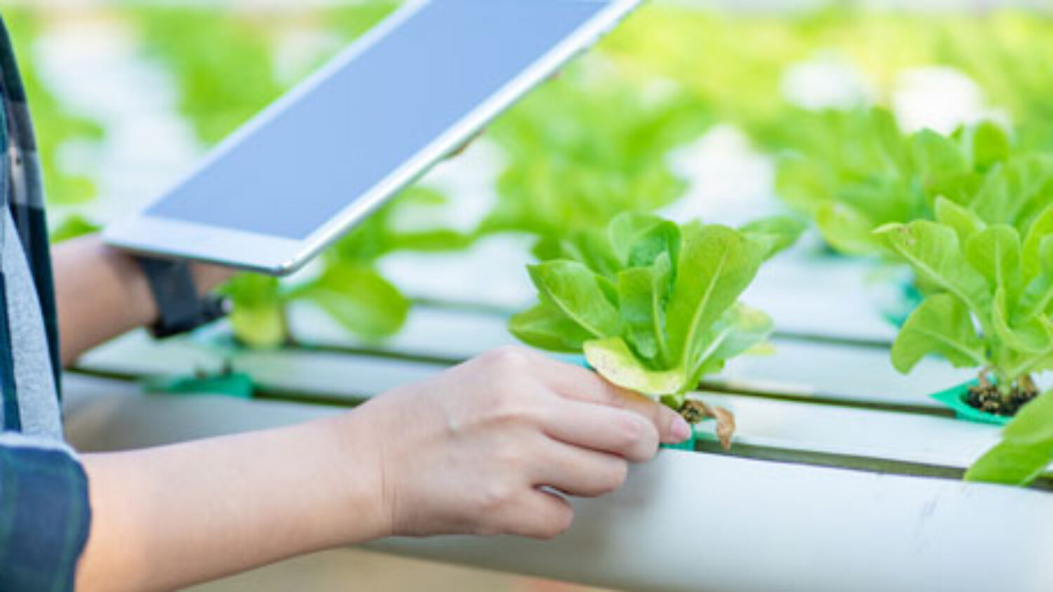 Sector Hortofruticola